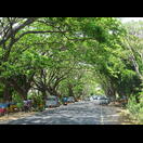 In dieser Gegend sahen wir wieder viele Regenbäume